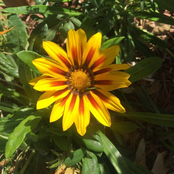 Meet your Posher, Nickie - Picture 1 of 1